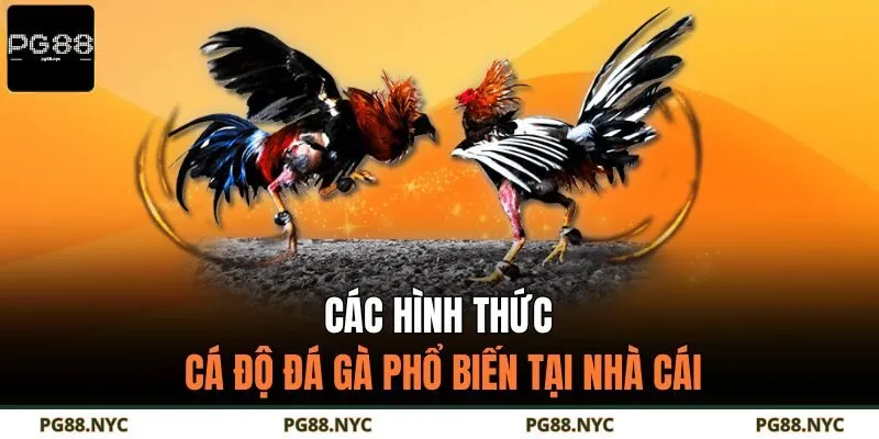 Các bước thực hành chơi chọi kê chi tiết tại PG88